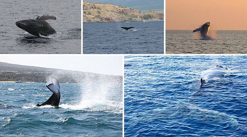 Budget Friendly Maui Activities Whale Watching