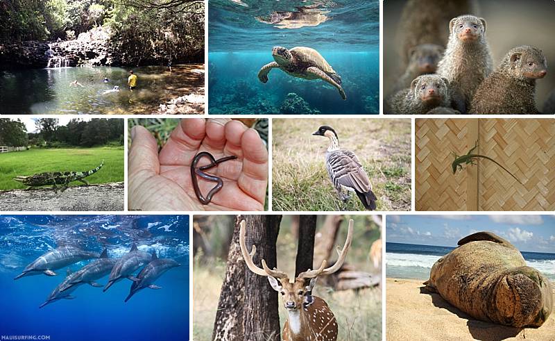Australia Loves Maui Wildlife