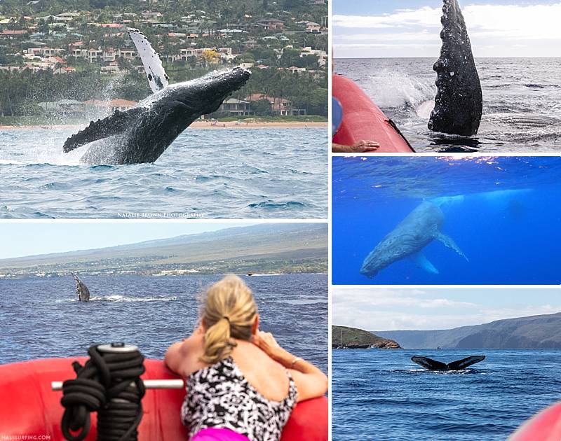 Maui With Teens Rafting Whale Watch